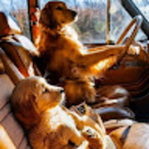 Meet your Posher, Sydney